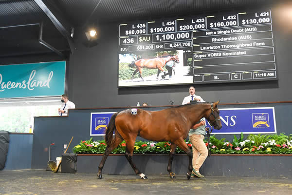 $1.1million Not a Single Doubt colt from Rhodamine was bought by Tom Magnier.