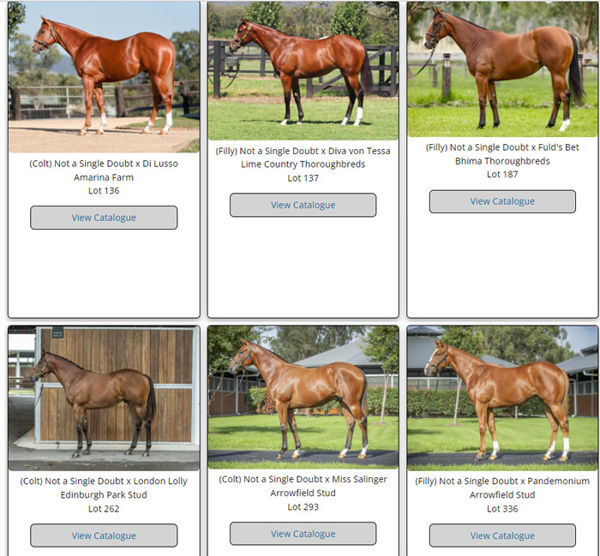 Click here to see all the Not a Single Doubt Inglis Easter yearlings, who would you buy?
