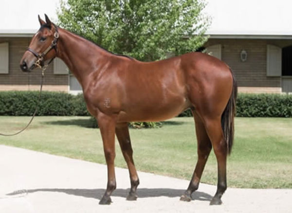 Navy Cross as  a yearling