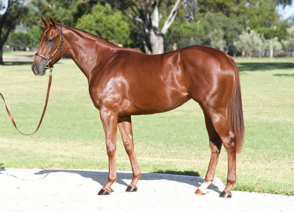 Nazwah couldn't find a buyer at Inglis Easter, but is a beautiful filly with a big pedigree. 