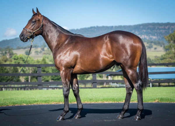 Negotiations sold for $750,000 at Inglis Easter.