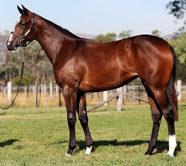 Nettoyer as an Inglis Easter yearling in 2015 
