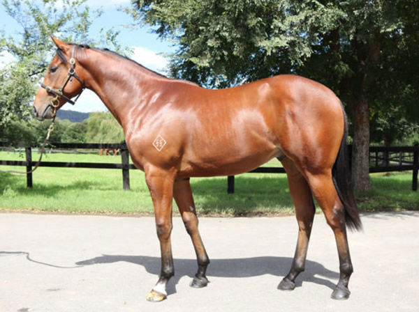 Never Fails was a $160,000 Inglis Easter yearling.