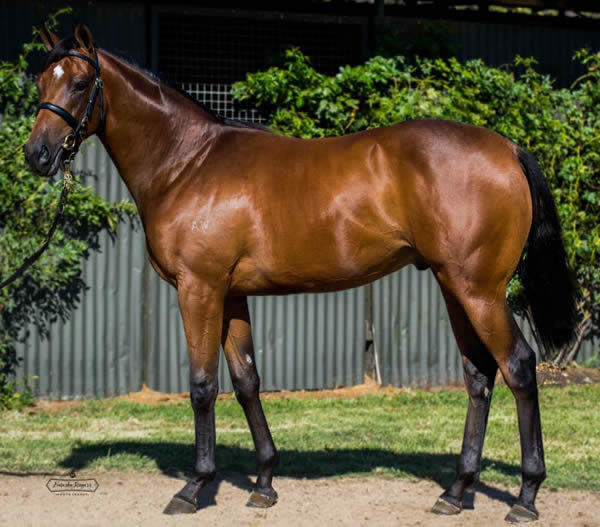 Never Again a $140,000 Inglis Premier yearling