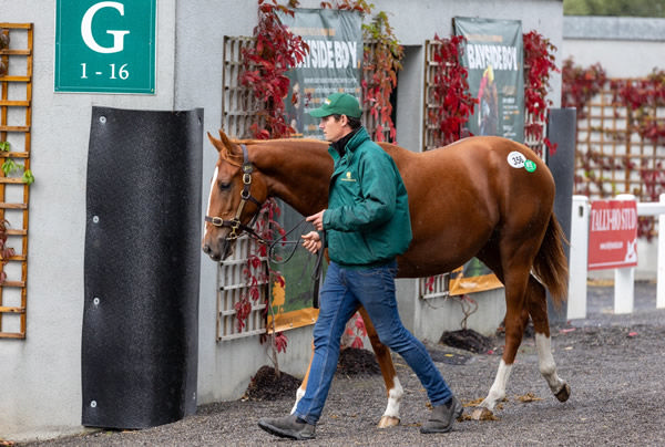 New Bay filly from Falling Petals - image Goffs