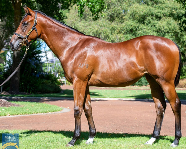 Lot 76 - Nicconi filly from Amelia's Love has an unraced sibling on the up!