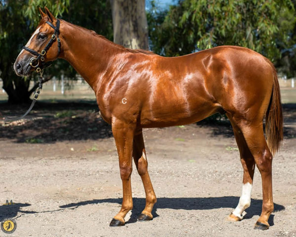 $340,000 Nicconi colt from Clearwater Bay