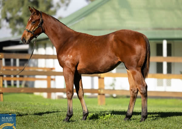 Nicconi filly from No Crying as a weanling when she made $120,000.