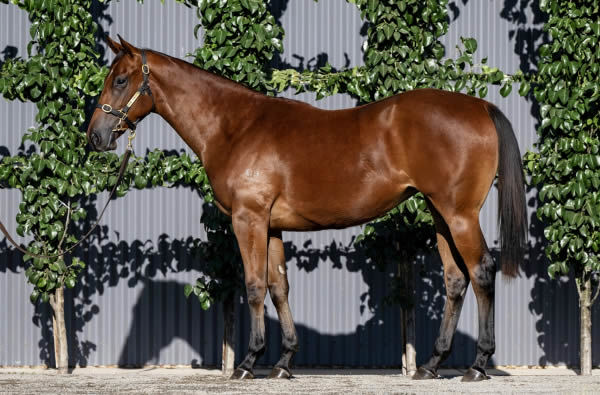 $425,000 Nicconi filly from No Crying