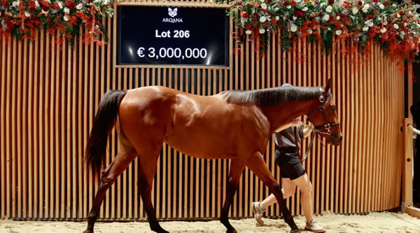 Sale-topping filly by Night of Thunder from Prudenzia - image Zuzanna Lupa / Arqana