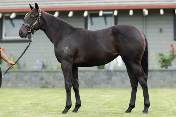 Nightline was a $75,000 Karaka Book 2 purchase.