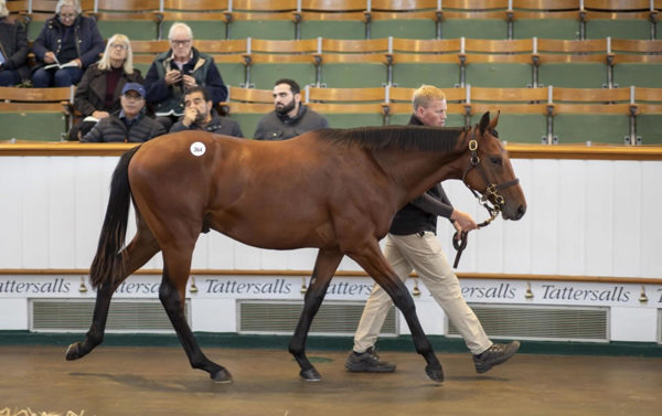 Night of Thunder (IRE) x Qushchi colt