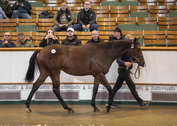 Night of Thunder (IRE) x Vesnina filly