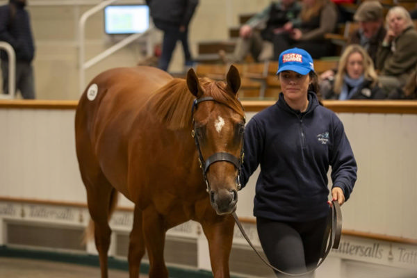 Night of Thunder (IRE) x Wild Rye (GB) colt