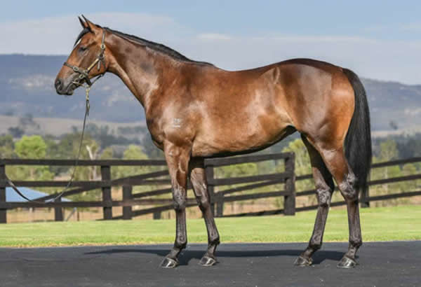 Nimalee as a yearling