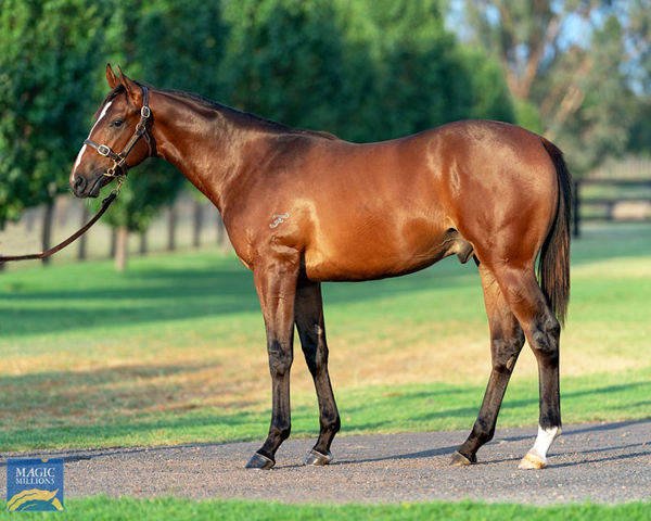 The Fairway Thoroughbreds Bred and Segenhoe Stud Sold Ninja Records Back To Back Wins