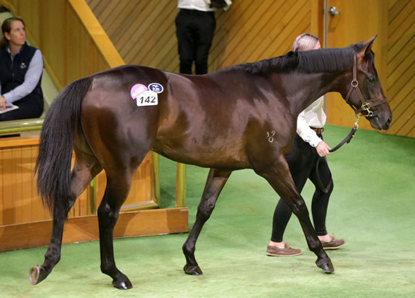 Trainer Liam Howley went to $520,000 to secure lot 142, the No Nay Never colt out of Riverrock Farm’s draft. Photo: Trish Dunell