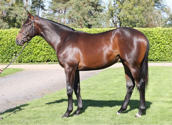 Lot 217