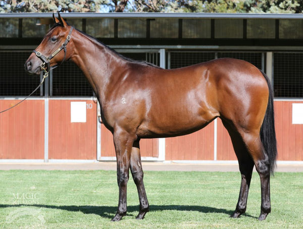 No Restriction was a $90,000 Adelaide Magic Millions yearling