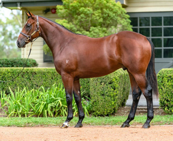 Nobel was the second highest priced horse sold at Inglis Easter 2021 and is the most expensive Exceed and Excel yearling ever sold.