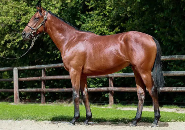 Noble Truth was a 1.1million euro purchase from Arqana as a yearling.