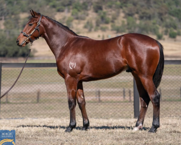 Normie No Show made $55,000 as a yearling when sold by Burke Bloodstock at MM National.