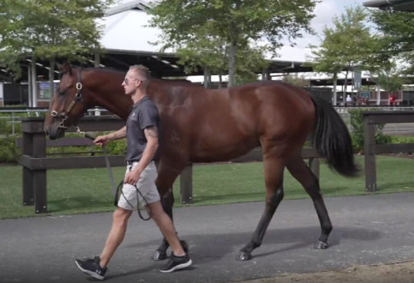 North England was a $280,000 Inglis Classic purchase from Valiant Stud.