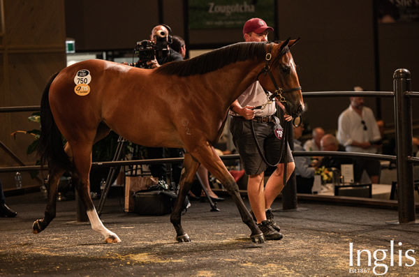 $420,000 North Pacific filly from Sunlit.