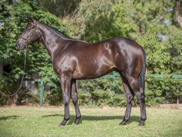 Purchased by Orbis Bloodstock for $800,000, North Pacific was the 2019 Inglis Premier sale topper 
