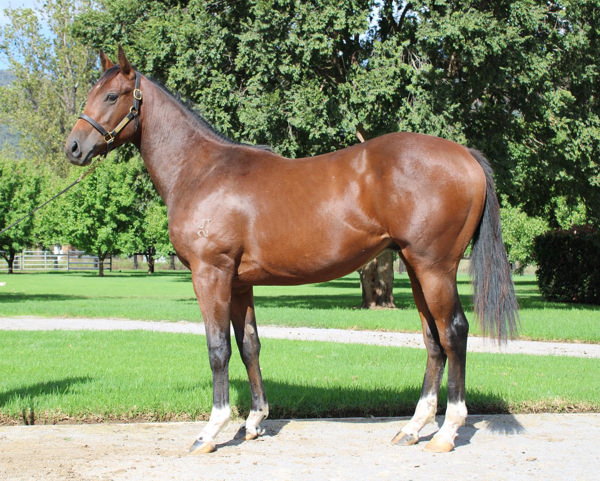 Norton Road as a yearling