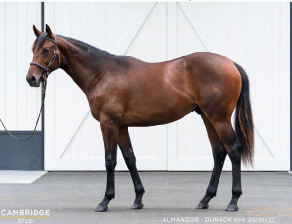 Nosferatu was a $100,000 Inglis Premier purchase.