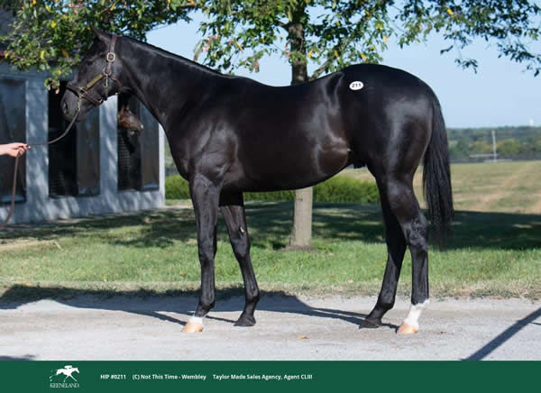 $1.7million Not This Time colt from Wembley.