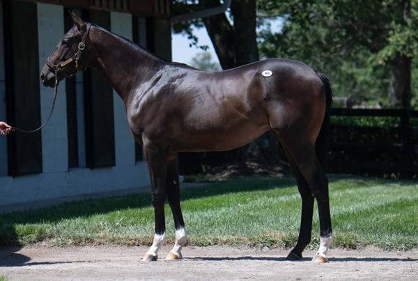 $1.6million Not This Time colt from Out Post.