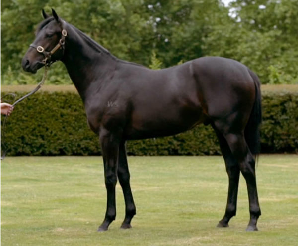 Noverre as a yearling.