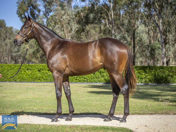 Now is the Hour was bred and sold by Kia Ora stud selling for $675,000 at MM.