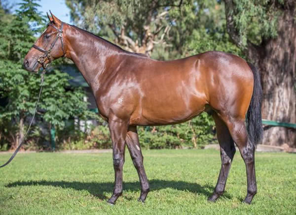 Nowitzki was a $950,000 Inglis Easter yearling.