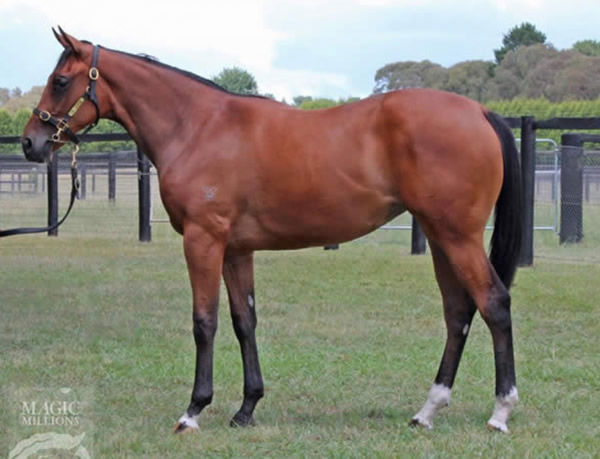 Nudge as a yearling.