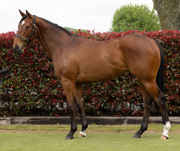 Lot 232 - Shamexpress x Up A Ghia gelding