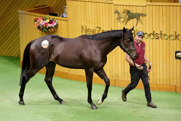 Lot 283, a colt by Toronado out of Attractive Photo: Trish Dunell