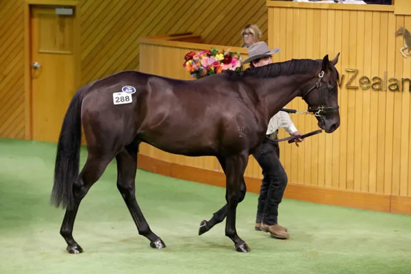 Lot 288, a colt by Churchill out of the Pierro mare Bagitol Photo: Trish Dunell