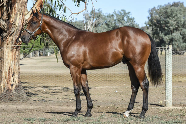 Obfuscation a $90,000 Inglis Premier yearling & a $50,000  Ready 2 Race purchase