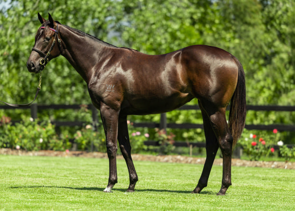 Oh Yes She Did was a $240,000 Inglis Classic yearling purchase.