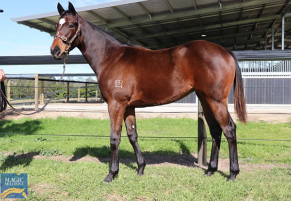 $60,000 Magic Millions National Weanling Sale purchase from Bell River Thoroughbreds.