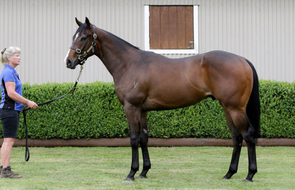 $550,000 Ole Kirk colt from Press Box.