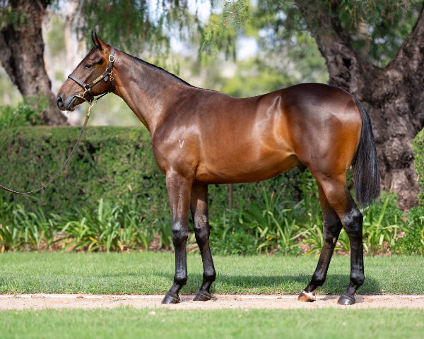 Promising and Proven Make Vinery Premier Draft a Must See | Breednet