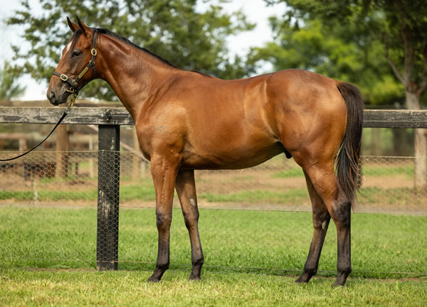 From the family of Bodyguard - Ole Kirk colt from Eye for Fun selling at Inglis Classic.