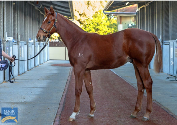 $200,000 Ole Kirk colt from Oxford Angel