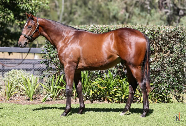 $700,000 Ole Kirk colt from Pop Girl