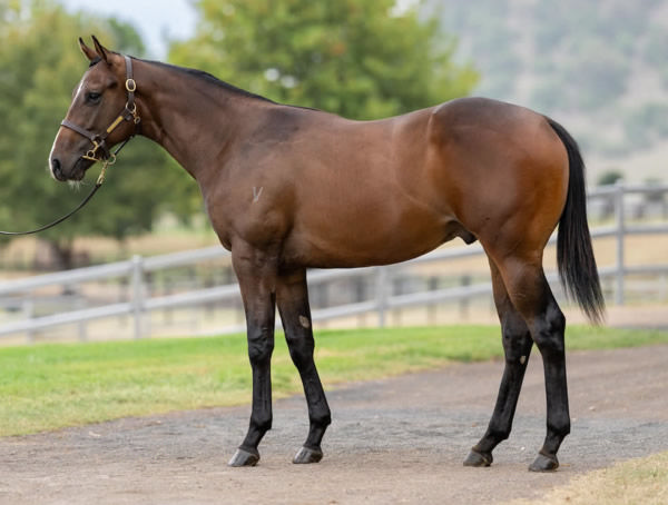 Ole Kirk colt from Press Box as a yearling.