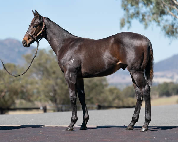 $160,000 Ole Kirk colt from So You Beauty.